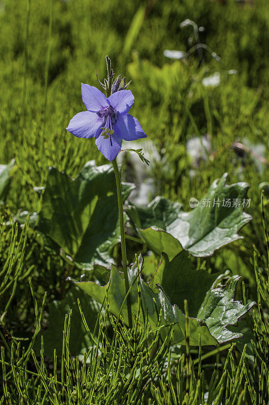 Polemonium acutiflorum, polemonaceae，生长于Yttygran岛;鲸须巷;俄罗斯;